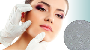 Фибробласты и их роль в регенерации клеток кожи