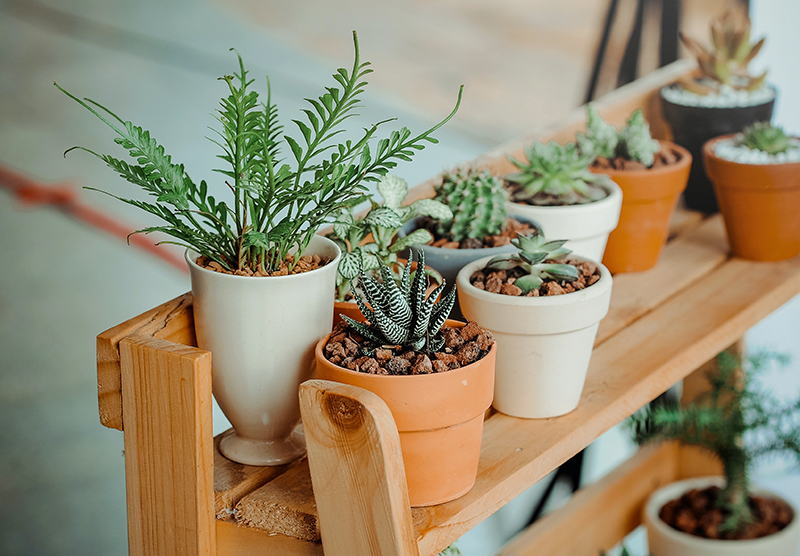 Какие комнатные растения     необходимы вашей коже и почему